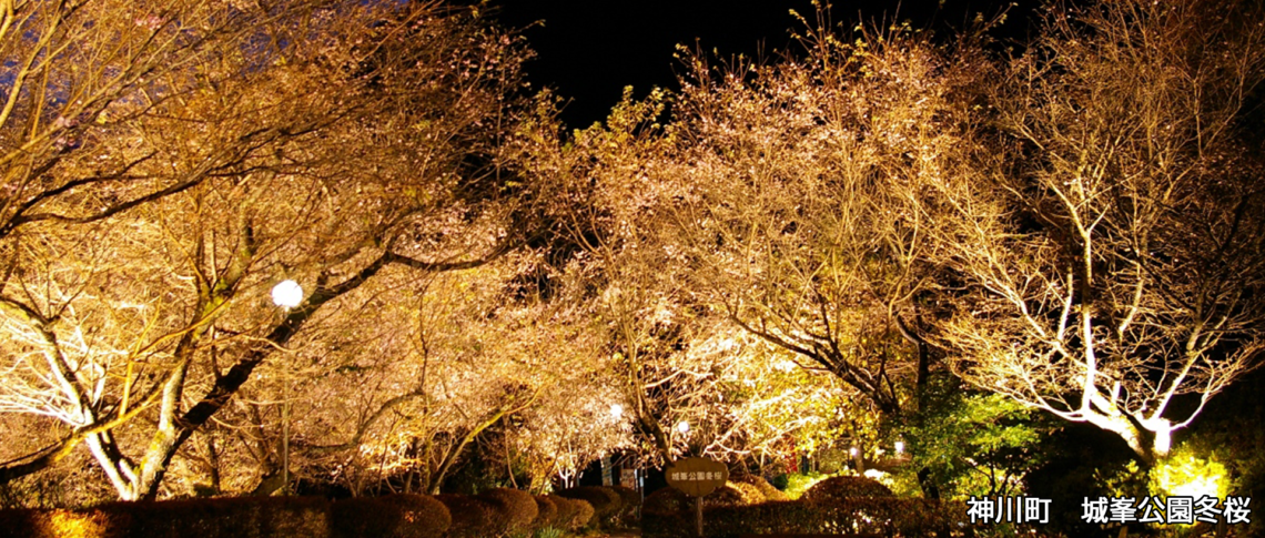神川町 城峯公園冬桜